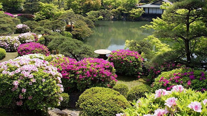 春、日本、相楽園、低木、庭、木、日本庭園、造園、風景、花、池、植物、植生、顕花植物、植物園、自然、庭、植物、 HDデスクトップの壁紙