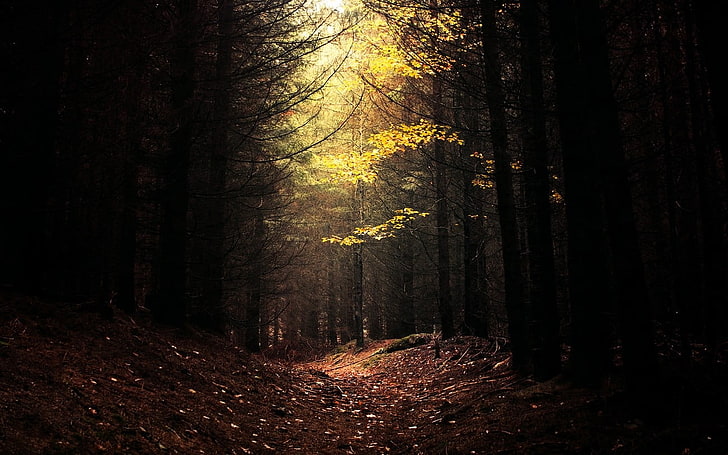 forest wallpaper, forest photograph, nature, landscape, dark, forest, daylight, path, trees, leaves, HD wallpaper