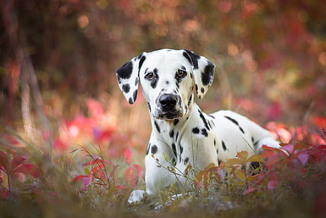 Dogs, Dalmatian, Dog, Pet, HD wallpaper HD wallpaper