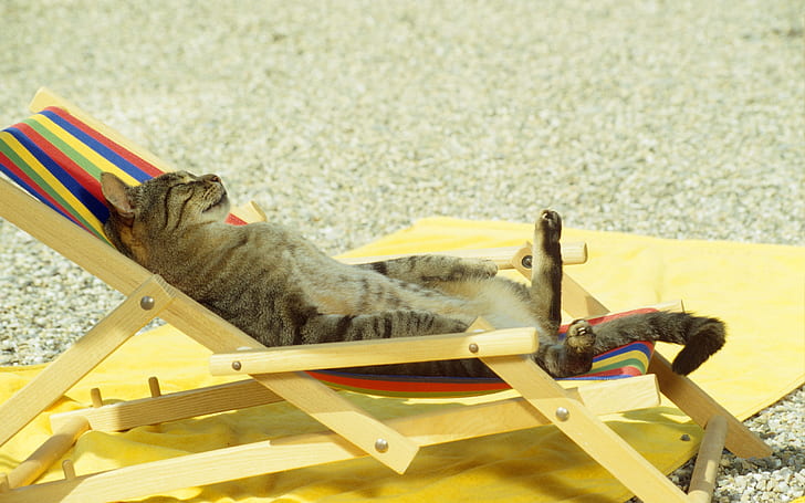 Kucing bersantai di kursi santai, lucu, kucing, binatang, musim panas, latar belakang, Wallpaper HD