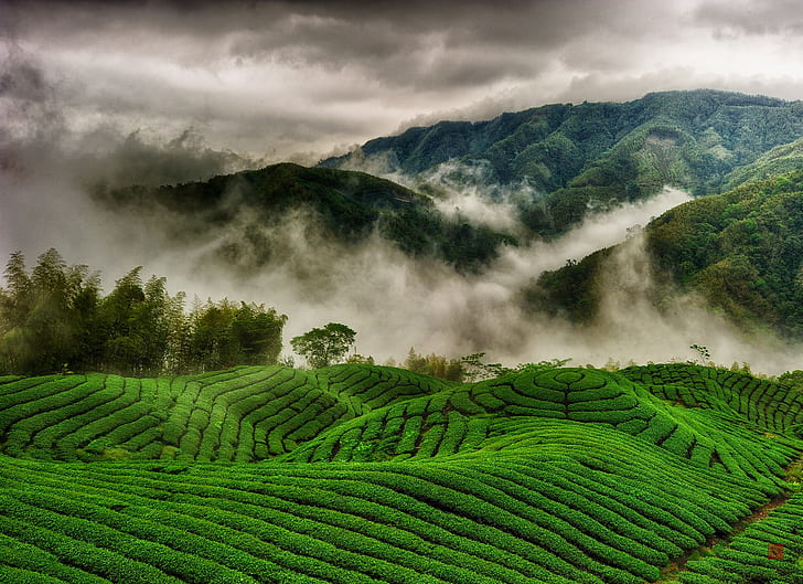 Teeplantagen, grüne Bergfelder, Teeplantagen, Hügel, Felder, Berge, Nebel, Wolken, HD-Hintergrundbild