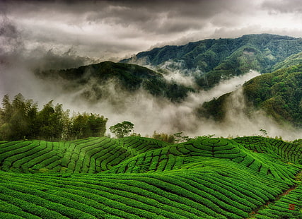 Plantaciones de té, campos verdes de montaña, plantaciones de té, colinas, campos, montañas, niebla, nubes, Fondo de pantalla HD HD wallpaper