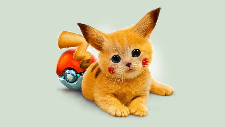 pomarańczowy kotek z krótkim futrem, Pokémon, Pikachu, Pokéballs, Tapety HD