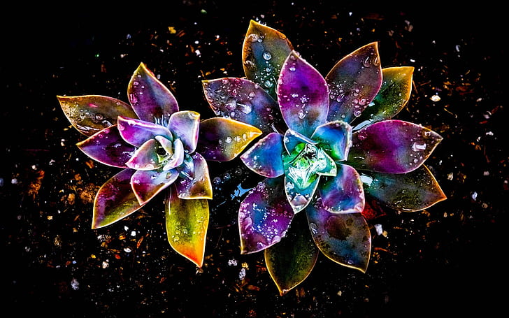 Coloridas flores, abstracto, gota de agua, arte de flor rosa y amarillo  púrpura, Fondo de pantalla HD | Wallpaperbetter