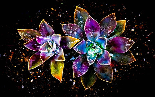 زهور ملونة ، مجردة ، قطرة ماء ، فن الزهرة الأرجواني والوردي والأصفر ، ملون ، زهور ، مجردة ، ماء ، قطرة، خلفية HD HD wallpaper
