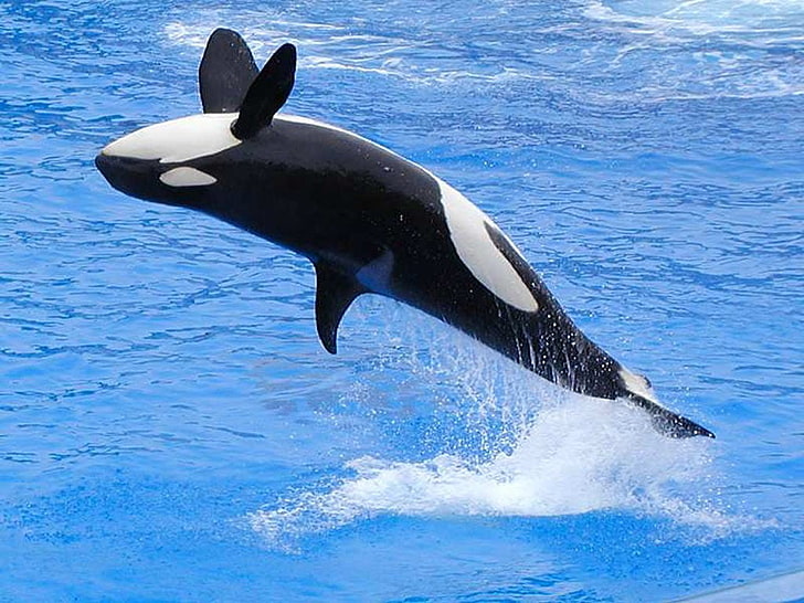 orca, salto, animali, Sfondo HD