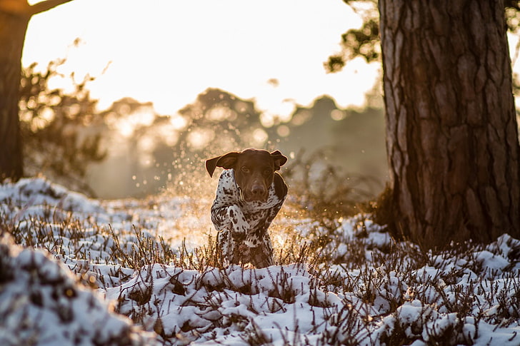Dogs, German Shorthaired Pointer, Dog, HD wallpaper