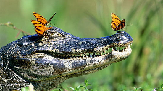 crocodiles, butterfly, reptiles, animals, HD wallpaper HD wallpaper