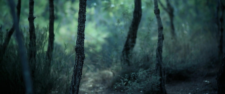 ramas de los árboles negros, ultra ancho, paisaje, naturaleza, fotografía, Fondo de pantalla HD HD wallpaper