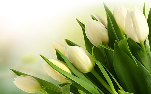 Close-up do buquê de flores tulipa branca, flores de pétalas brancas, Branco, Tulipa, Flor, Buquê, HD papel de parede HD wallpaper
