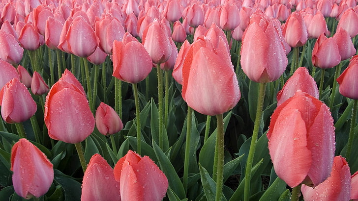 pink tulips flowers, tulips, many, bed, HD wallpaper