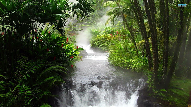Air Terjun Di Hutan, hutan, pohon, sungai, air terjun, alam, dan lanskap, Wallpaper HD