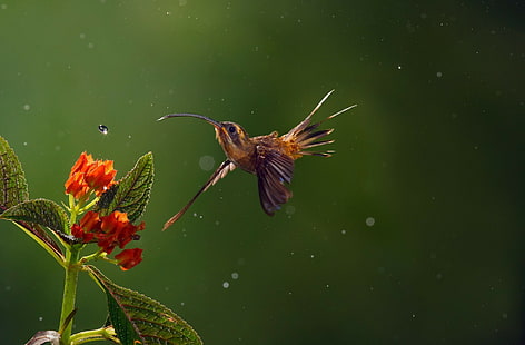Kolibri, alam, makro, hewan, burung, Wallpaper HD HD wallpaper