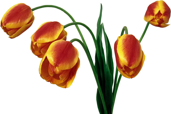 red and yellow tulip flowers, tulips, bouquet, drooping, green, HD wallpaper