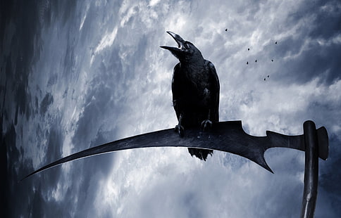 Zwierzę, wrona, ptak, ciemność, kosa, Tapety HD HD wallpaper