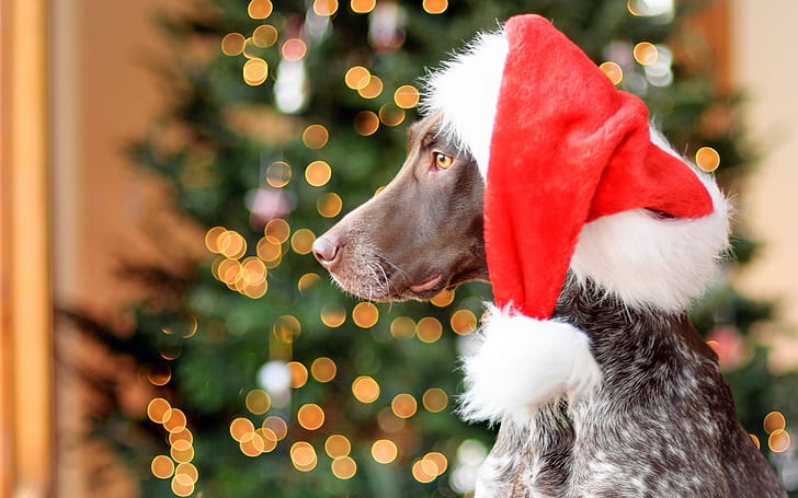 German Shorthair dog, red hat, Christmas, glare, black coat dog with red and white hat, German, Shorthair, Dog, Red, Hat, Christmas, Glare, HD wallpaper