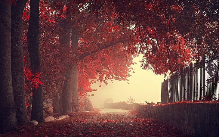 красные лиственные деревья, вишневое дерево, природа, пейзаж, осень, забор, деревья, стена, туман, дорога, листья, красный, HD обои