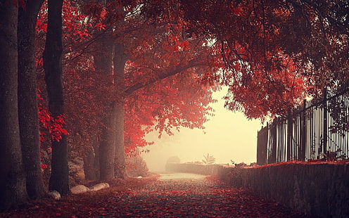 rote Laubbäume, Kirschblütenbaum, Natur, Landschaft, Herbst, Zaun, Bäume, Wand, Nebel, Straße, Blätter, rot, HD-Hintergrundbild HD wallpaper