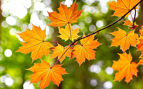 Yellow maple leaves, autumn, bokeh, Yellow, Maple, Leaves, Autumn, Bokeh, HD wallpaper HD wallpaper