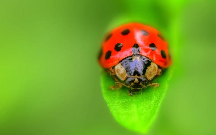 Ladybug on green leaf, red and black ladybird, Ladybug, Green, Leaf, HD wallpaper