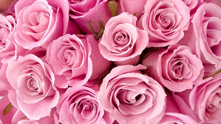 роза, букет, розово, цвете, цвят, флорален, венчелистче, любов, венчелистчета, цветя, Валентин, рози, растение, флора, разцвет, пролет, листо, сватба, романтика, градина, подарък, близо, ботанически, цъфтящи, естествени, романтичен, лято, ден, ярък, пъпка, свеж, декорация, рожден ден, HD тапет