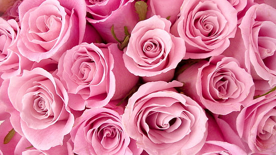 роза, букет, розово, цвете, цвят, флорален, венчелистче, любов, венчелистчета, цветя, Валентин, рози, растение, флора, разцвет, пролет, листо, сватба, романтика, градина, подарък, близо, ботанически, цъфтящи, естествени, романтичен, лято, ден, ярък, пъпка, свеж, декорация, рожден ден, HD тапет HD wallpaper