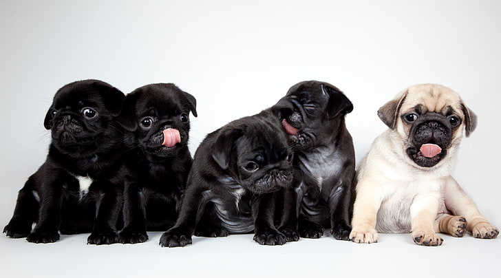 un cervatillo y cuatro cachorros de pug negro, cachorros, lindos, pugs, Fondo de pantalla HD