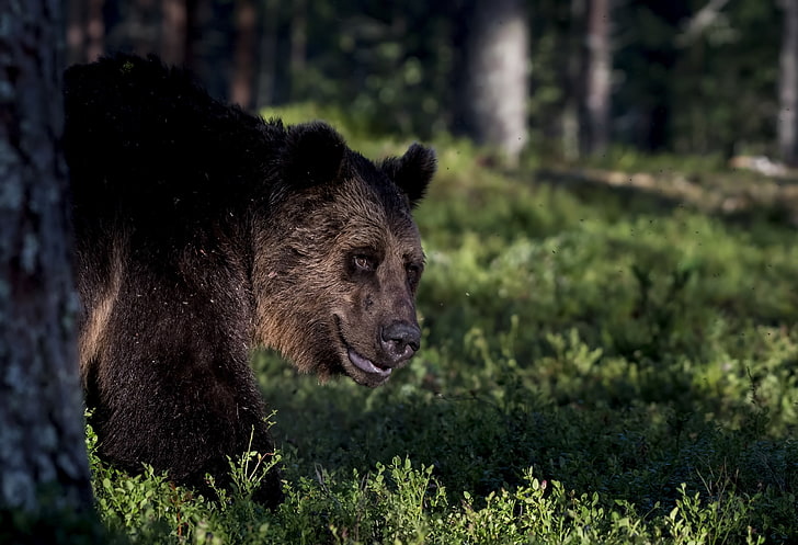 bear, forest, big, predator, grass, Animal, HD wallpaper