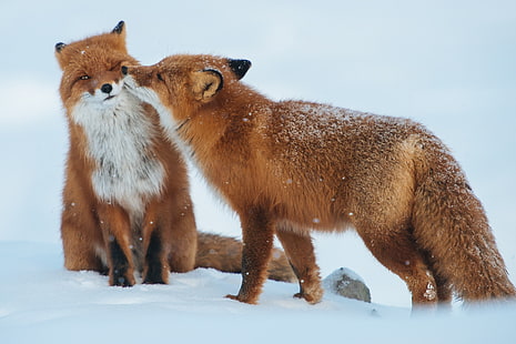 สุนัขจิ้งจอกสีส้มสองตัวสุนัขจิ้งจอกคู่หิมะฤดูหนาวการดูแล, วอลล์เปเปอร์ HD HD wallpaper