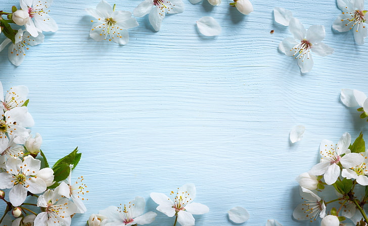 flores de cerezo blanco, flores, primavera, manzana, madera, azul, flor, Fondo de pantalla HD
