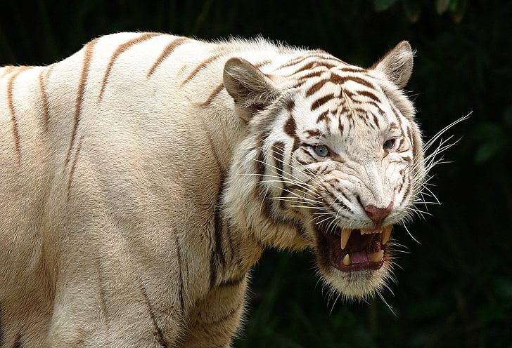 белый тигр, тигр, зубы, альбинос, хищник, агрессия, HD обои