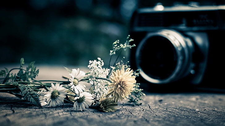 pintura de flores blancas y negras, cámara, flores, Fondo de pantalla HD