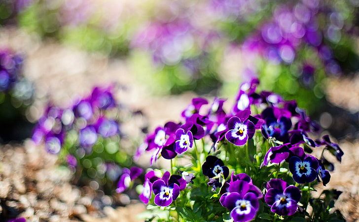 Pansies Close-up, Seasons, Spring, Purple, Sunny, Flowers, Sunshine, Pansies, harmony, Pansy, Springtime, HD wallpaper