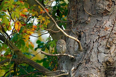 Bird owl in nature, owl owlet, Bird, tree, branch, leaf, Nature, animals, birds, s, HD wallpaper HD wallpaper