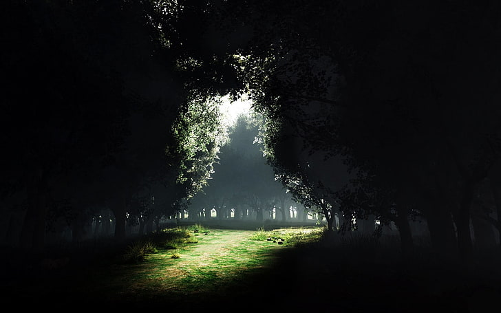 grüne Bäume, Dunkelheit, Wald, Sonnenlicht, Landschaft, HD-Hintergrundbild