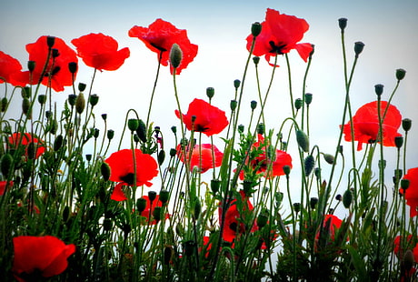 röd vallmo blomma fält på dagtid, vallmo, röd vallmo, blomma, fält, dagtid, Lincolnshire, vallmo, natur, röd, sommar, växt, äng, vår, gräs, lantlig scen, utomhus, skönhet i naturen, grön färg, landskap, himmel, HD tapet HD wallpaper