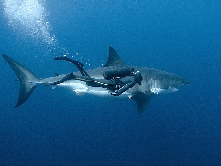 Grande tubarão branco, mergulhadores, mergulho, animais, tubarão, HD papel de parede