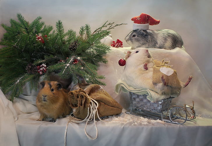 winter, animals, tree, new year, Christmas, sled, December, composition, Guinea pigs, Christmas pigs, HD wallpaper