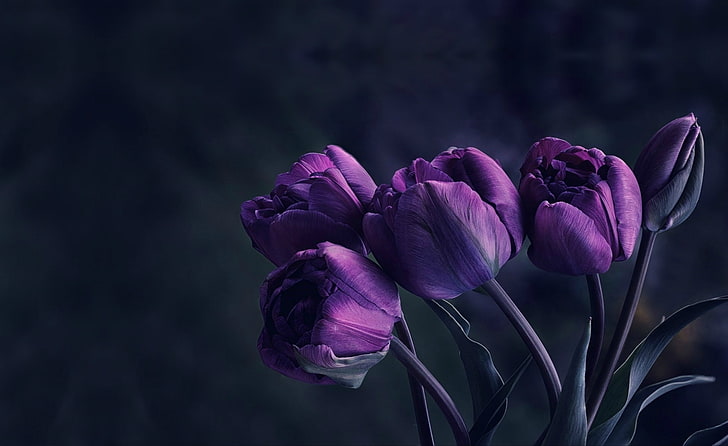 ดอกทิวลิปสีม่วงเข้มใบไม้ดอกไม้, วอลล์เปเปอร์ HD