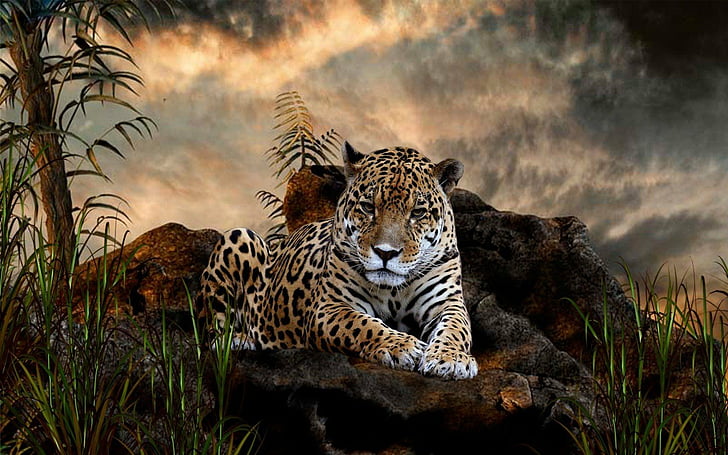 animals, jaguar, leopards, HD wallpaper