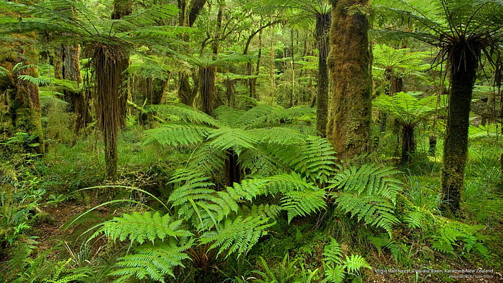 処女熱帯雨林、オパララ盆地、カラメア、ニュージーランド、オセアニア、 HDデスクトップの壁紙