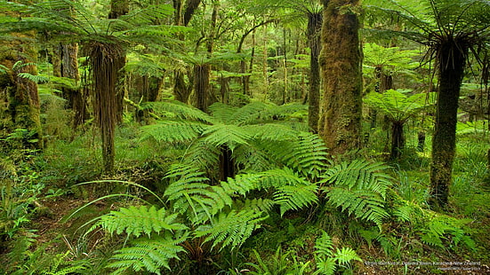 Тропический лес Девы, бассейн Опарары, Карамеа, Новая Зеландия, Океания, HD обои HD wallpaper