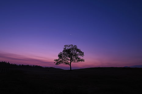 темно, небо, синий, фиолетовый, природа, пейзаж, деревья, HD обои HD wallpaper