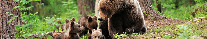 Tiere, Bären, Monitor, Multi, Multiple, Unsere, Bildschirm, Triple, HD-Hintergrundbild