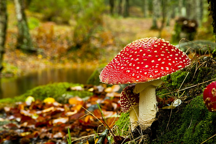 Cogumelo no outono, cogumelo vermelho e bege, cogumelo, outono, madeira, natureza, outono, HD papel de parede