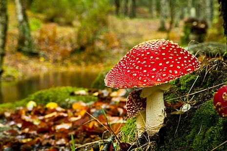 Pilz im Fall, roter und beige Pilz, Pilz, Fall, Herbst, Holz, Natur, HD-Hintergrundbild HD wallpaper