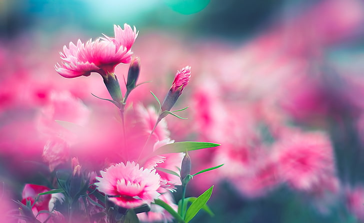 Wild Carnation, pink flowers, Aero, Macro, Pink, Wild, Carnations, HD wallpaper