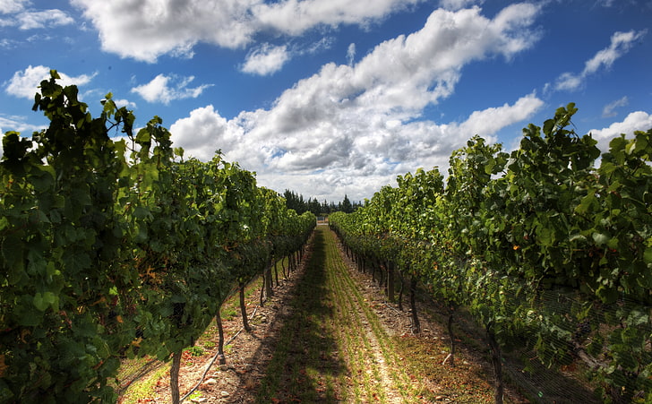 I vini della Nuova Zelanda, albero verde, Oceania, Nuova Zelanda, natura, piantagione, nuvole, viti, Sfondo HD