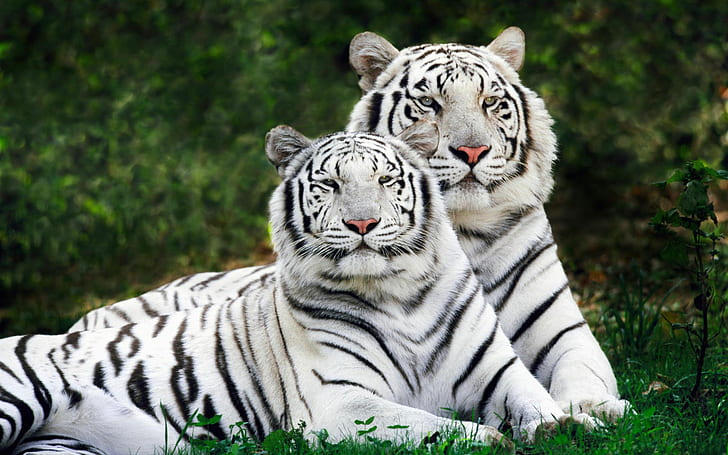 Białe tygrysy bengalskie Panoramiczne, tygrysy, białe, panoramiczne, bengalskie, Tapety HD