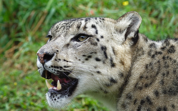 adult leopard, snow leopard, muzzle, predator, HD wallpaper